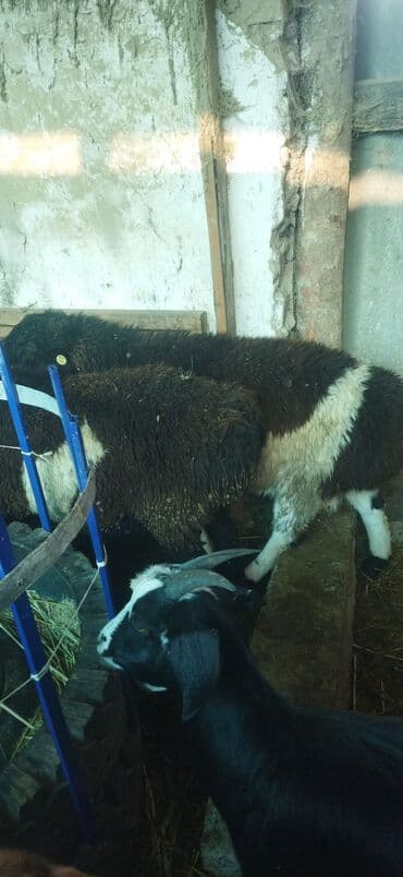 отдам в добрые руки собаку: Продаю | Овца (самка) | Эдильбаевская | Для разведения | Ярка — 2