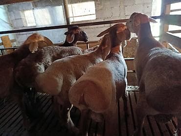 белый баран: Продаю | Баран (самец) | Для разведения — 4