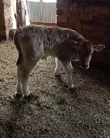 Аквариумы: Продаю | Бык (самец) | Швицкая — 5