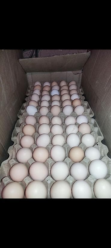 кассеты для яйиц: Оптом домашние яйца Бесплатная доставка по городу Яйцо куриное — 3