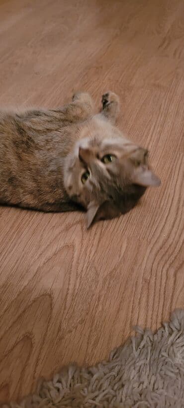 Продажа кошек: 1 год, Девочка, Кастрирована, Приучена к лотку — 5