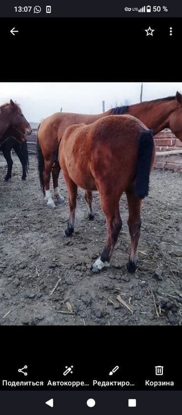 оборудование для кур: Продаю | Кобыла (самка) — 1