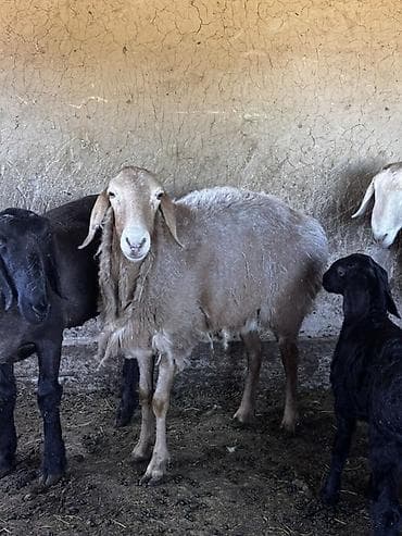 шпиц: фото цена: Продаю | Овца (самка) | Для разведения — 1