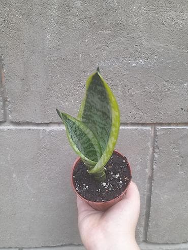 драценна: Сансевиерия (Sansevieria trifasciata), компактный детка в пластиковом — 1