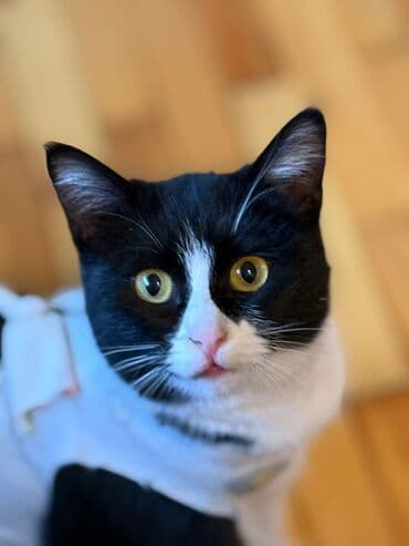 кошки даром: Кошка даром: Британская короткошёрстная, Девочка — 3