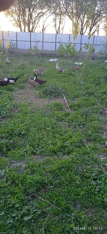 продажа утят: Гусей продаю Гуси и утки – домашнее поголовье смешанных пород - На — 3