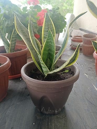 Комнатные растения: Сансевиерия (Sansevieria trifasciata, «щучий хвост», «тещин язык») в — 1