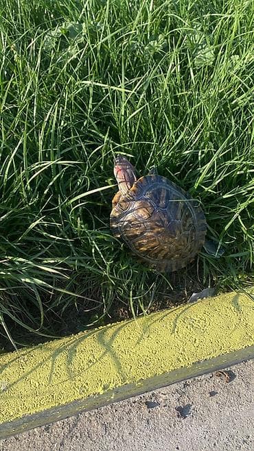 шар суу: Красноухая черепаха (Trachemys scripta elegans) - Вид: полуводная — 1