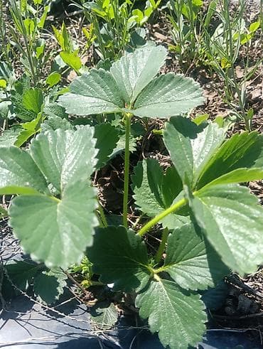 алоэ растение: Рассада садовой земляники (клубники) - Сильные розетки с хорошо — 4