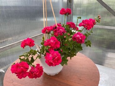 асбест бишкек: Пеларгония (плющелистная) — 8