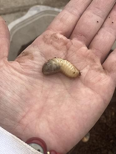 Личинки бронзовки (Cetonia aurata) — для домашнего разведения и