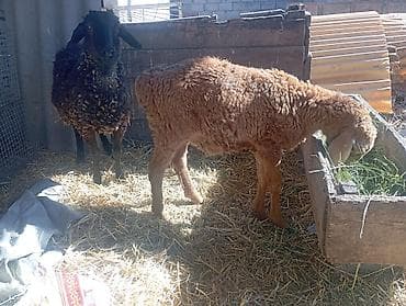 романовский баран: Продаю | Ягненок | Арашан, Романовская | Для разведения | Осеменитель — 2