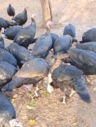 продажа щенков немецкой овчарки с документами в бишкеке: Кара ханзаада уроонго эт багытында — 2