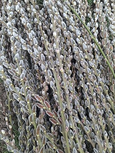 букет роз цена бишкек: Продаю Вербу — 1