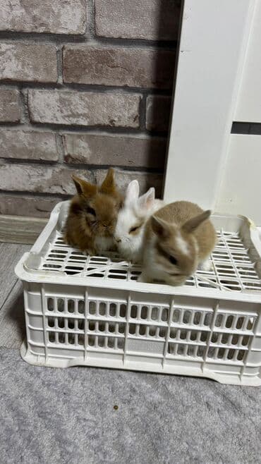 Шиншиллалар: Кролик с окрасом, сочетающим белый и светло-коричневый цвета. Обладает — 24