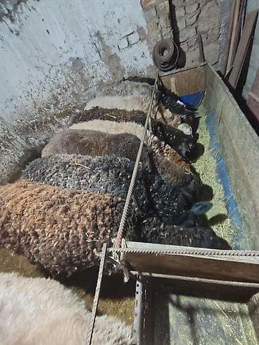 кармушка для овец: Продаю | Овца (самка) | Для разведения | Матка — 1