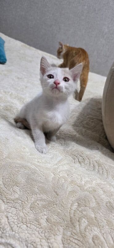 домик для котенка: Беспородная, 2 месяца, Девочка, Черный, Приучена к лотку — 7