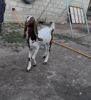 козу эти: Продаю | Козлёнок | Битал, Камори | Для разведения | Осеменитель — 1