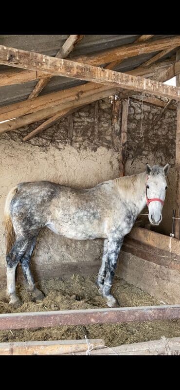 продаю лошать: Продаю | Кобыла (самка) — 1