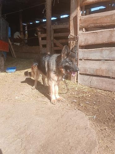 собака колли: Немецкая овчарка, 5 лет, Самка, С прививкой — 2