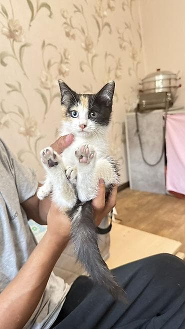 бенгальская кошка бишкек: Кошка даром: Беспородная, Девочка, Приучена к лотку — 1