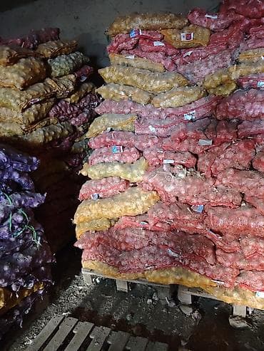 малина полька цена: Чеснок Оптом — 5