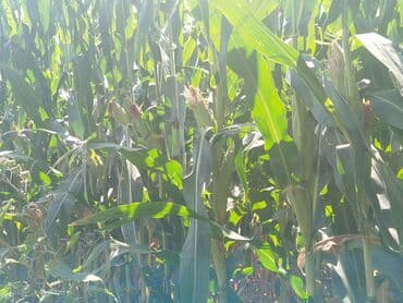 грибы лисички: Кукуруза — 2