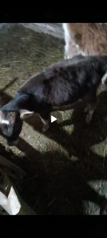 племенные коровы молочные купить: Продаю | Козлёнок | Полукровка | Для разведения — 2