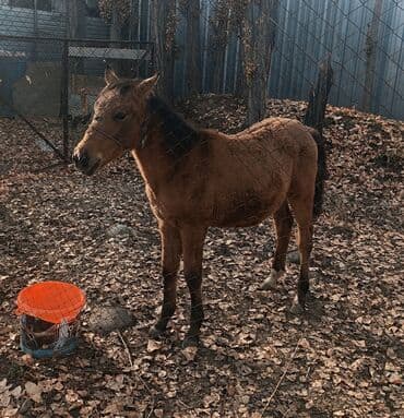 купить собаку доберман в бишкеке: Продаю | Жеребенок | Для разведения — 2