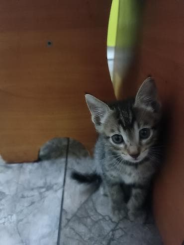 Кошки: Котята, мальчики и девочки. - Возраст: примерно 1,5–2 месяца. - — 1