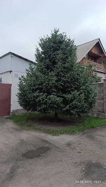 пихта для бани: Даром — 7