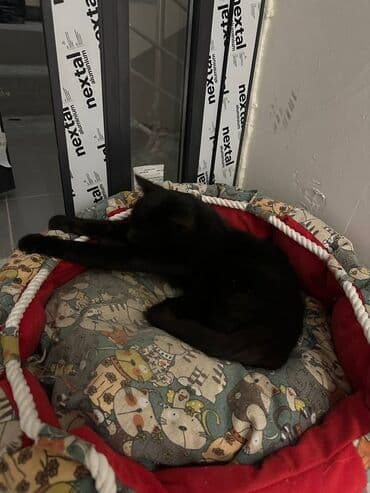 холлофайбер подушка: Одам даром котенок кошка — 2