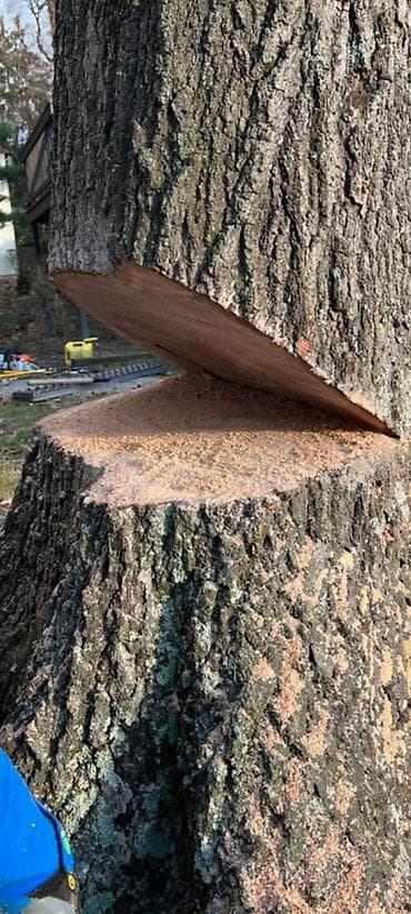 заготовка: Спил деревьеПрофессиональные высотные работы по деревьям удаление — 1