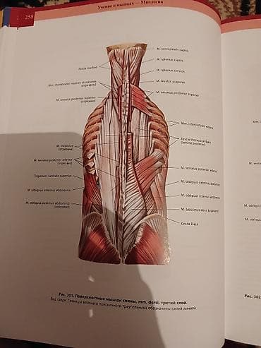 Первый том «Атласа анатомии человека» под редакцией Р.Д., Я.Р. и А.Я — 10