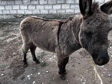 продаю ишака: Осёл (молодой ослик) серо-бурой масти. Характеристики: - Компактный — 3