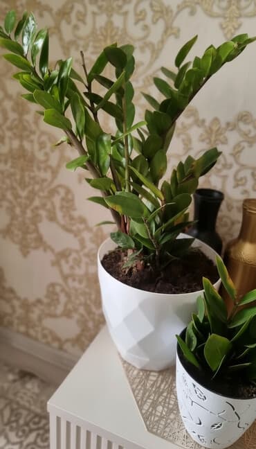 купить пальму: РАСПРОДАЖА Продаю цветок для офиса и дома. Высота 1 метр. долларовое — 2