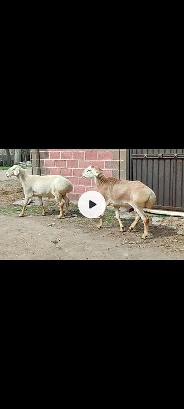 американские були: Продаю | Баран (самец) | Гиссарская | На забой — 1