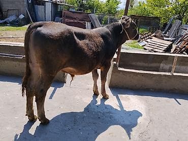 рамка для пчелы: Продаю | Бык (самец) | На откорм | Племенные — 4