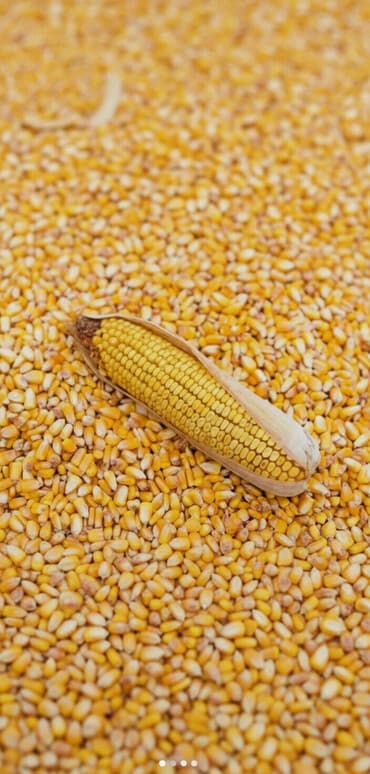 купить удобрения для газона: Кукуруза — 1