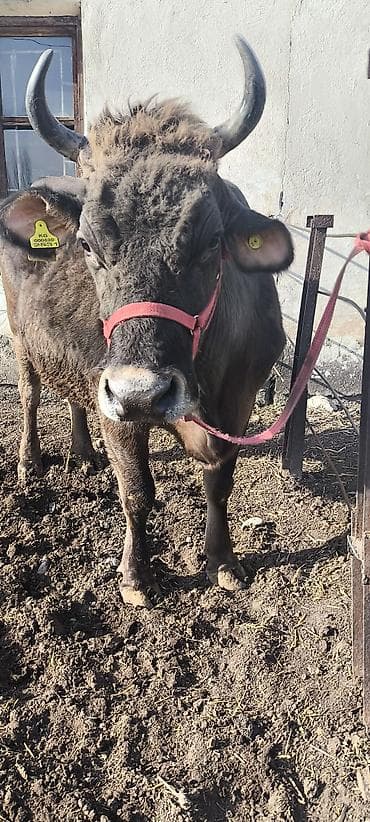 каровы юрьевка: Продаю | Корова (самка) | Алатауская, Швицкая | Для разведения, Для молока | Племенные, Стельные, Искусственник — 4