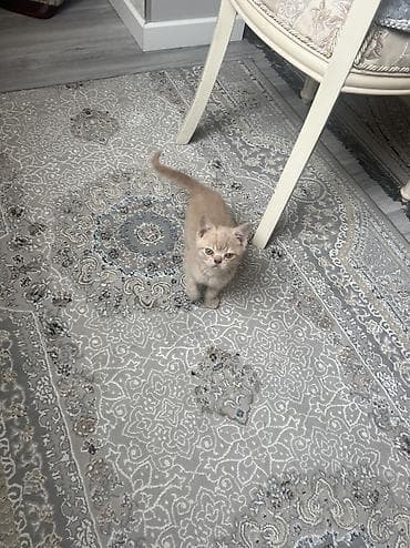 продам вислоухих котят: Британская короткошёрстная, 2 месяца, Мальчик, Рыжий, Приучена к лотку — 3