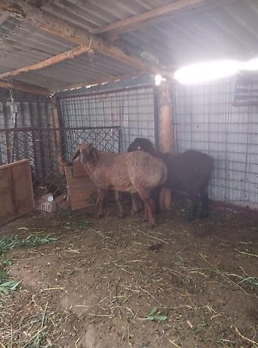 доска объявлений рыбы: Продаю | Овца (самка) | Для разведения — 2