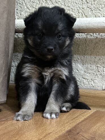 лайка шенок: Собака даром: 1 месяц, Самка, С прививкой — 1