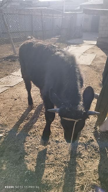 жыргый телка быки: Продаю | Бык (самец) | На откорм | Привязанные — 3