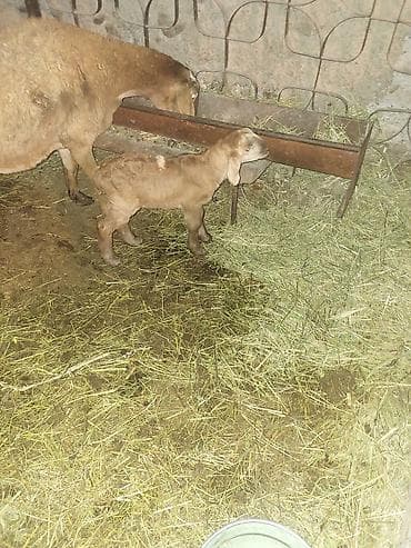 Продаю | Овца (самка) | Гиссарская, Эдильбаевская, Арашан | Для разведения | Матка