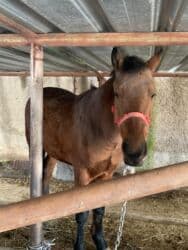 морской конек: Продаю | Конь (самец) | Рабочий — 4