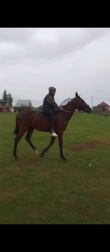 сколько стоит лошадь в кр: Продаю | Кобыла (самка), Жеребенок | Полукровка | Конный спорт | Племенные — 6