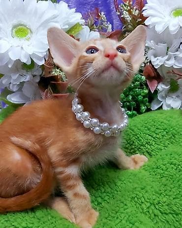 Мышыктар сатылат: ЭКСКЛЮЗИВНЫЕ КРАСНЫЕ ОРИЕНТАЛЬНЫЕ КОТЯТА. Кому супер сладких — 7