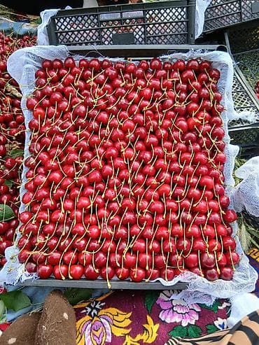 сбор ягод: Черешня Оптом — 5