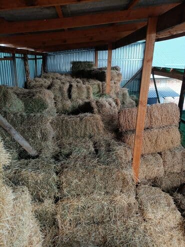 номер приюта для животных бишкек: Арпа саман сатылат.продается ячменная солома.25 тюк.1-2 туктон — 2
